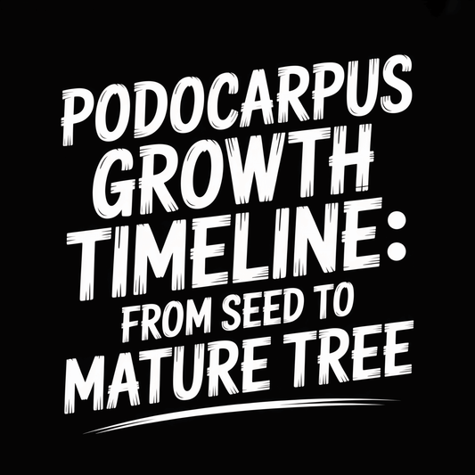 Podocarpus growth timeline graphic showing stages from seed to mature tree.