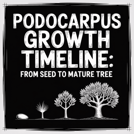 Illustration showing the Podocarpus growth timeline from seed to mature tree.