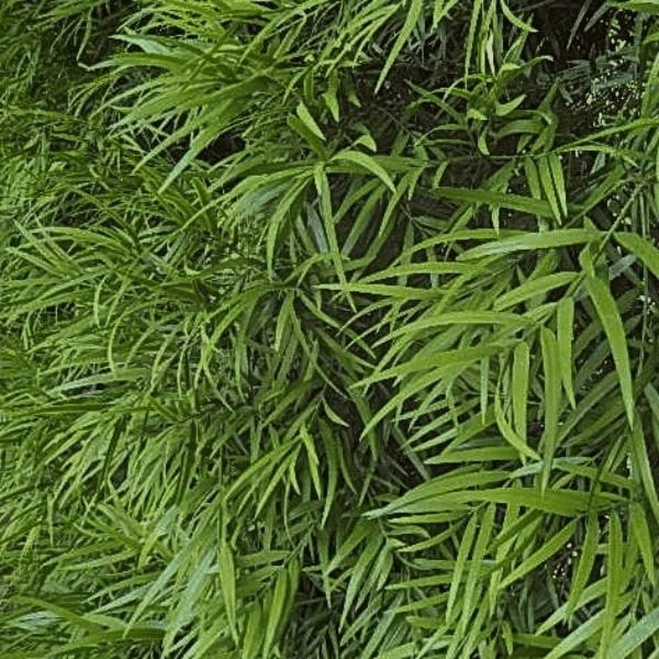 Lush green leaves of the Podocarpus Gracilior, also known as the Fern Pine, showcasing its exotic evergreen foliage.