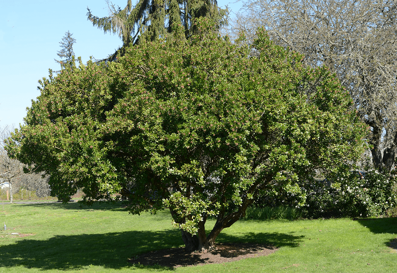 Arbutus Unedo (Strawberry Tree) with lush green foliage in a sunny garden setting.