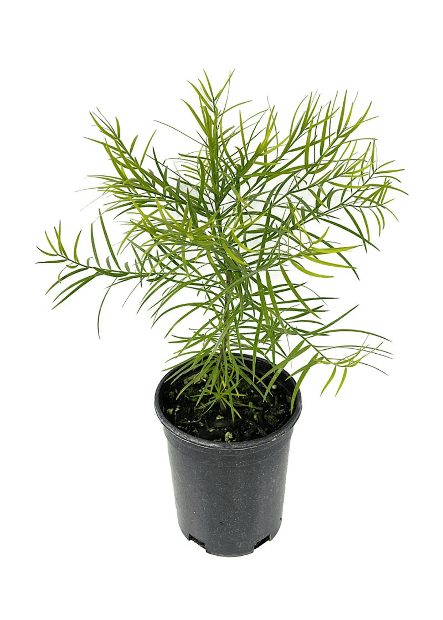 Podocarpus Gracilior seedling in a pot, showcasing its lush bluish-green leaves for exotic gardening.