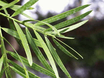 Close-up of Podocarpus Gracilior leaves showcasing bluish-green foliage of the exotic Fern Pine tree.
