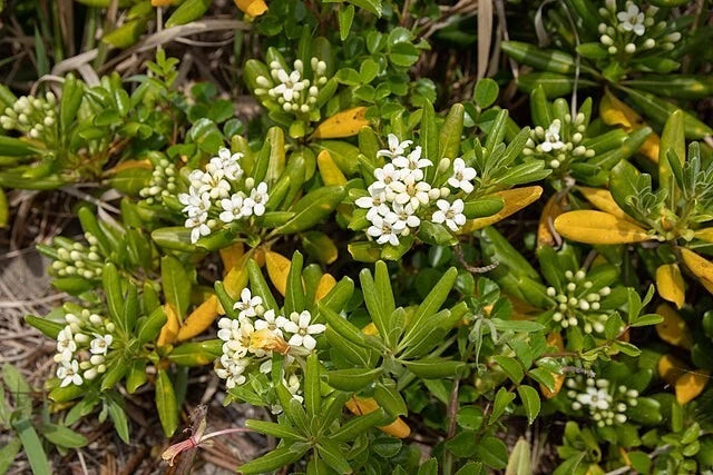 Pittosporum Tobira Seeds (Mock Orange, Japanese Pittosporum) - Pack of 100