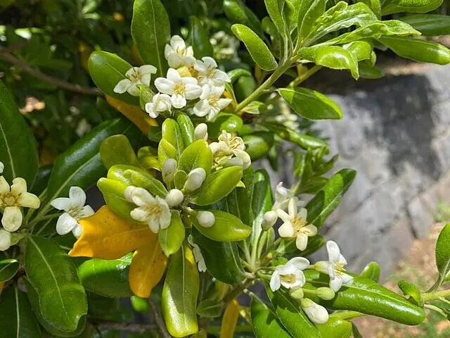 Pittosporum Tobira Seeds (Mock Orange, Japanese Pittosporum) - Pack of 100