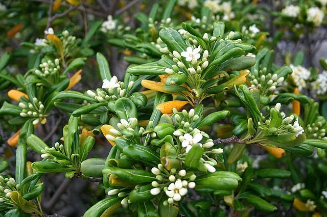Pittosporum Tobira Seeds (Mock Orange, Japanese Pittosporum) - Pack of 100