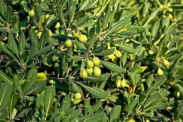 Pittosporum Tobira Seeds (Mock Orange, Japanese Pittosporum) - Pack of 100