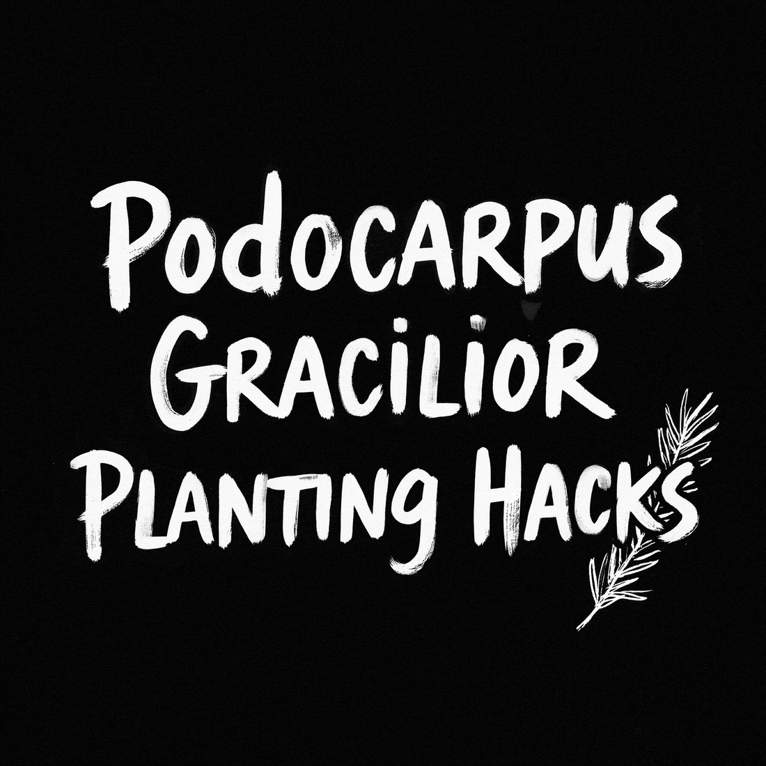 Podocarpus Gracilior Planting Hacks text on black background with leaf illustration