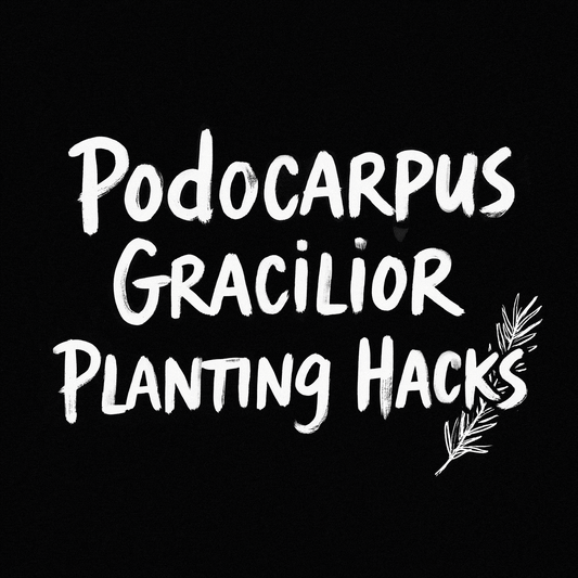 Podocarpus Gracilior Planting Hacks text on black background with leaf illustration