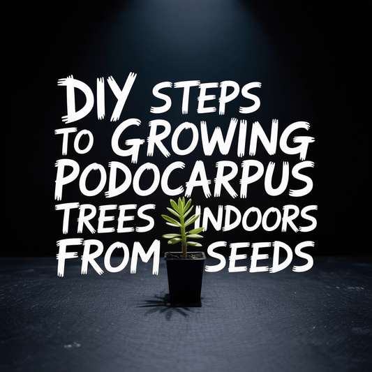 Text overlay on image promoting DIY steps for growing Podocarpus trees indoors from seeds with a green plant.