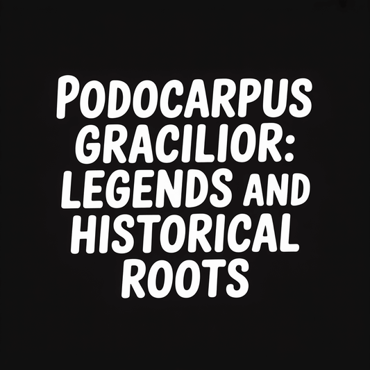 Title image for article 'Podocarpus Gracilior: Legends and Historical Roots' displaying the focus keyword prominently.