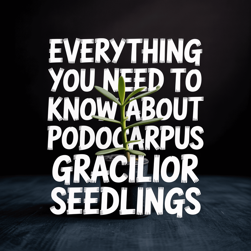 Podocarpus Gracilior seedlings with text overlay about gardening tips.