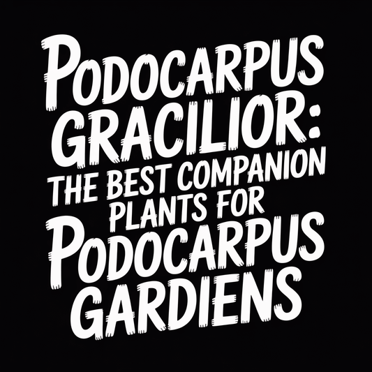 Podocarpus Gracilior: The Best Companion Plants for Podocarpus Gardens.