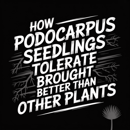 Image showing text: How Podocarpus Seedlings Tolerate Drought Better Than Other Plants.