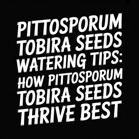 Pittosporum Tobira Seeds watering tips for optimal growth and thriving best