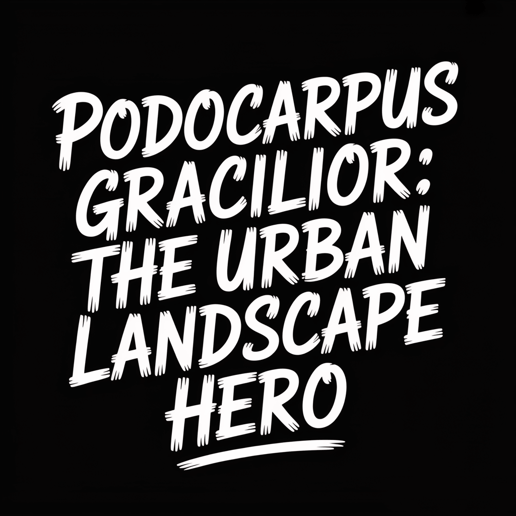 Text image of Podocarpus Gracilior: The Urban Landscape Hero on a black background.