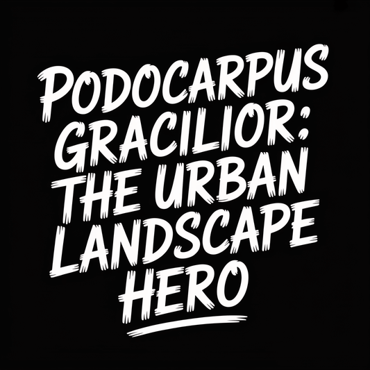Text image of Podocarpus Gracilior: The Urban Landscape Hero on a black background.