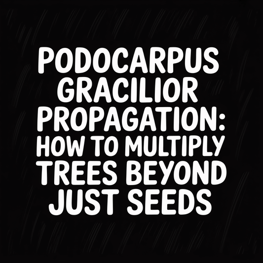 Podocarpus Gracilior propagation guide on multiplying trees beyond just seeds.