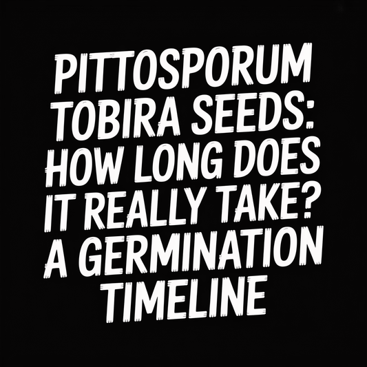 Pittosporum Tobira Seeds: How long does it really take? A germination timeline graphic.