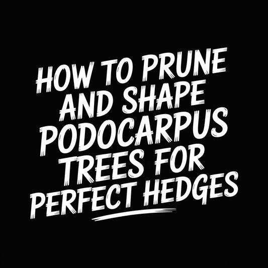 Text showing how to prune and shape Podocarpus trees for perfect hedges.