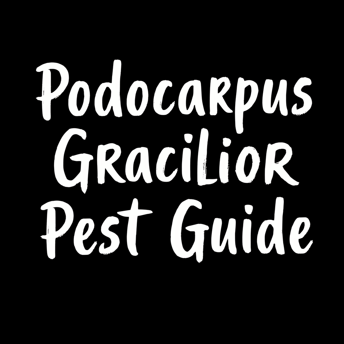 Podocarpus Gracilior Pest Guide text on black background
