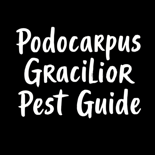 Podocarpus Gracilior Pest Guide text on black background