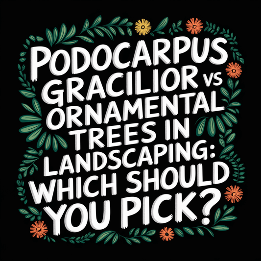 Text graphic comparing Podocarpus Gracilior and other ornamental trees for landscaping choices.
