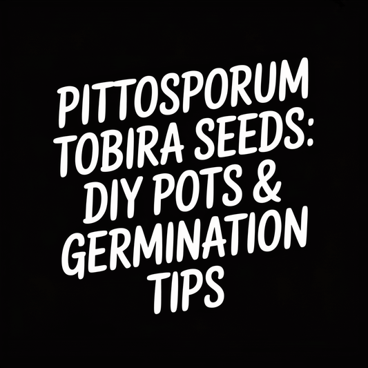 Text graphic with title 'Pittosporum Tobira Seeds: DIY Pots & Germination Tips' on black background.