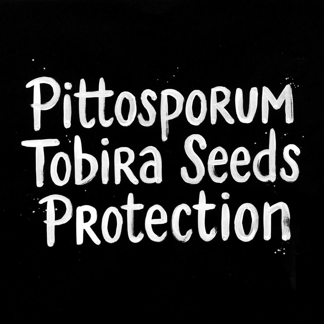 Pittosporum Tobira Seeds Protection text on black background for gardening article.