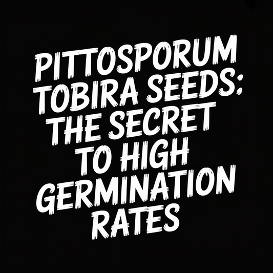 Pittosporum Tobira Seeds: The Secret to High Germination Rates written in bold white letters on a black background.