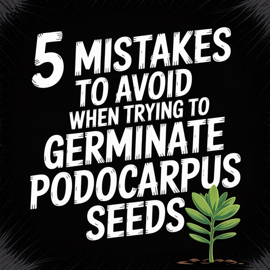 5 mistakes to avoid when trying to germinate Podocarpus Seeds with a growing plant illustration.