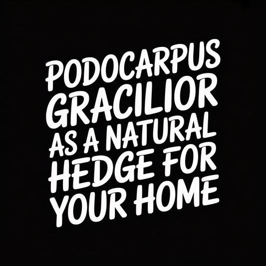 Text graphic featuring "PODOCARPUS GRACILIOR as a natural hedge for your home" in bold typography.