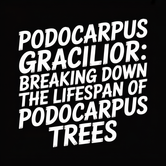 Text image featuring the title Podocarpus Gracilior: Breaking Down the Lifespan of Podocarpus Trees.