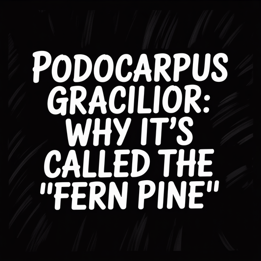 Podocarpus Gracilior article title highlighting its nickname 'Fern Pine' on a dark background.