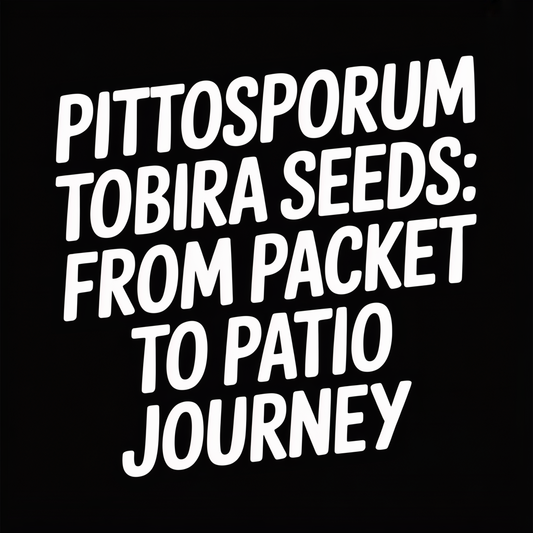 Pittosporum Tobira Seeds: From Packet to Patio Journey graphic with bold text on black background.