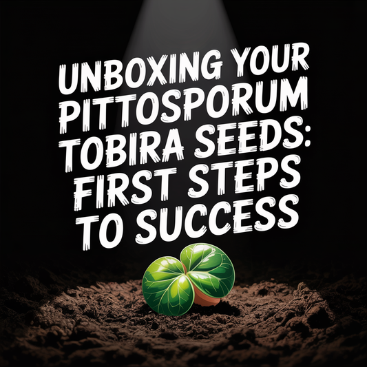 Unboxing your Pittosporum Tobira Seeds with a growing seedling in soil under spotlight.