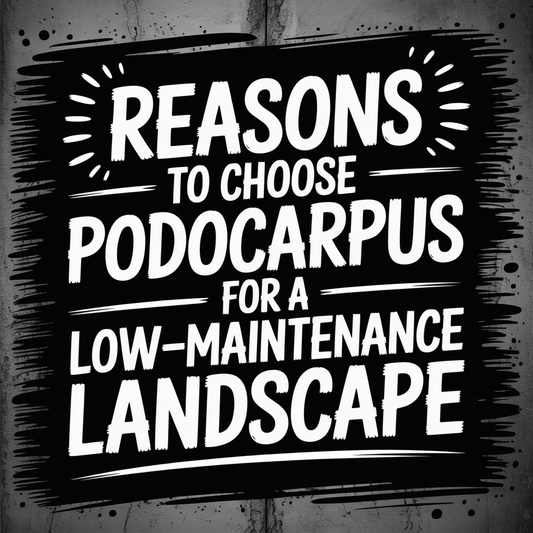 Text graphic listing reasons to choose Podocarpus for a low-maintenance landscape design.