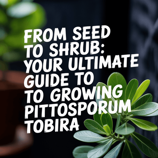 Guide to growing Pittosporum Tobira with potted plants in the background.