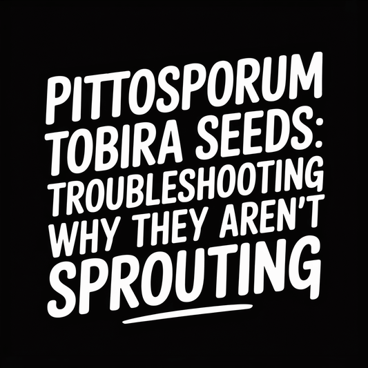 Pittosporum Tobira seeds: Troubleshooting why they aren't sprouting article cover