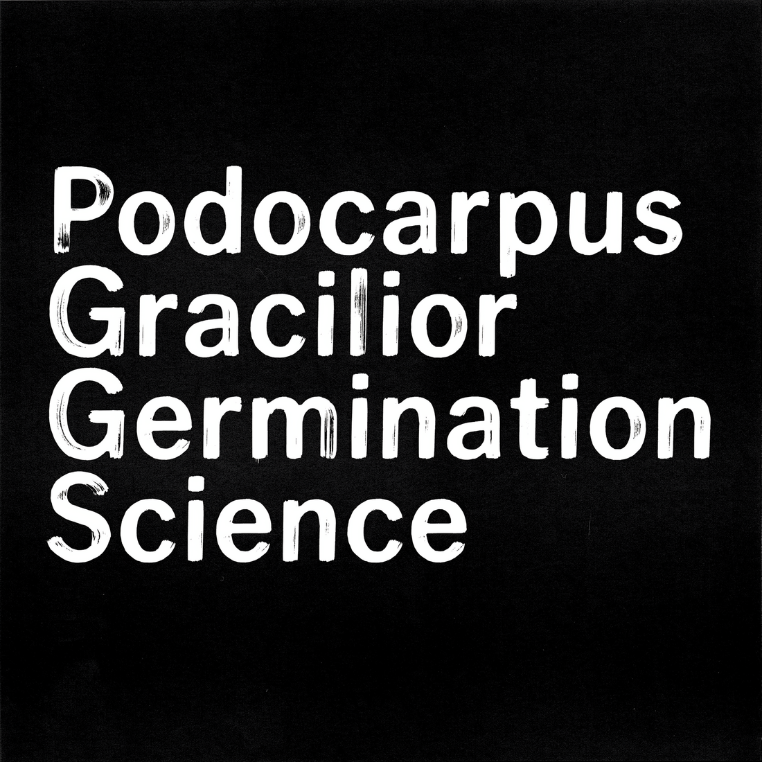 Podocarpus Gracilior Germination Science