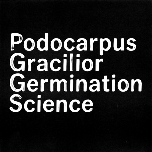 Podocarpus Gracilior Germination Science