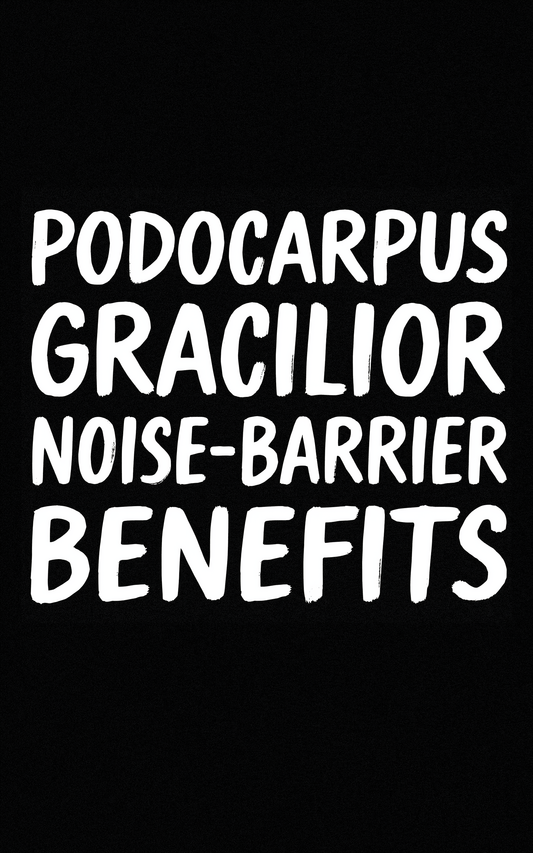 Podocarpus Gracilior Noise‑Barrier Benefits