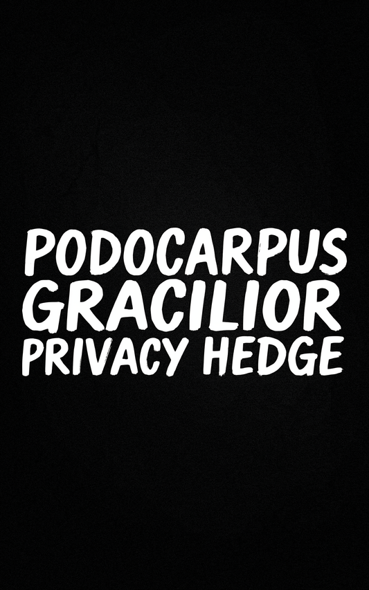 Podocarpus Gracilior Privacy Hedge
