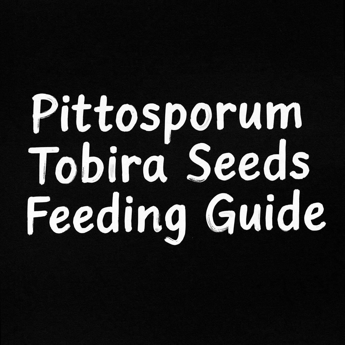 Pittosporum Tobira Seeds Feeding Guide
