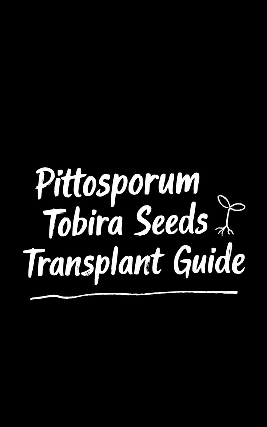 Pittosporum Tobira Seeds Transplant Guide