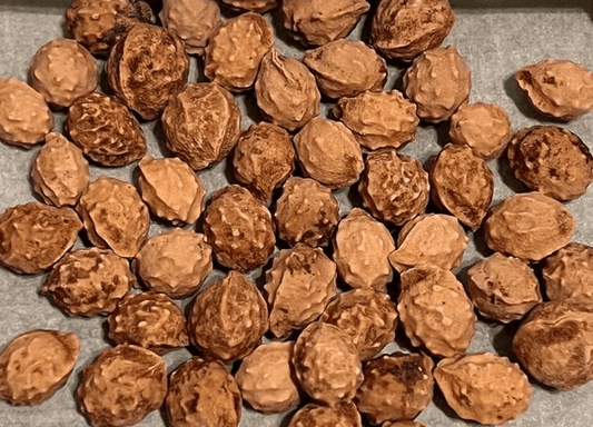 Premium Podocarpus Gracilior seeds on display, ready for planting exotic Fern Pine trees.
